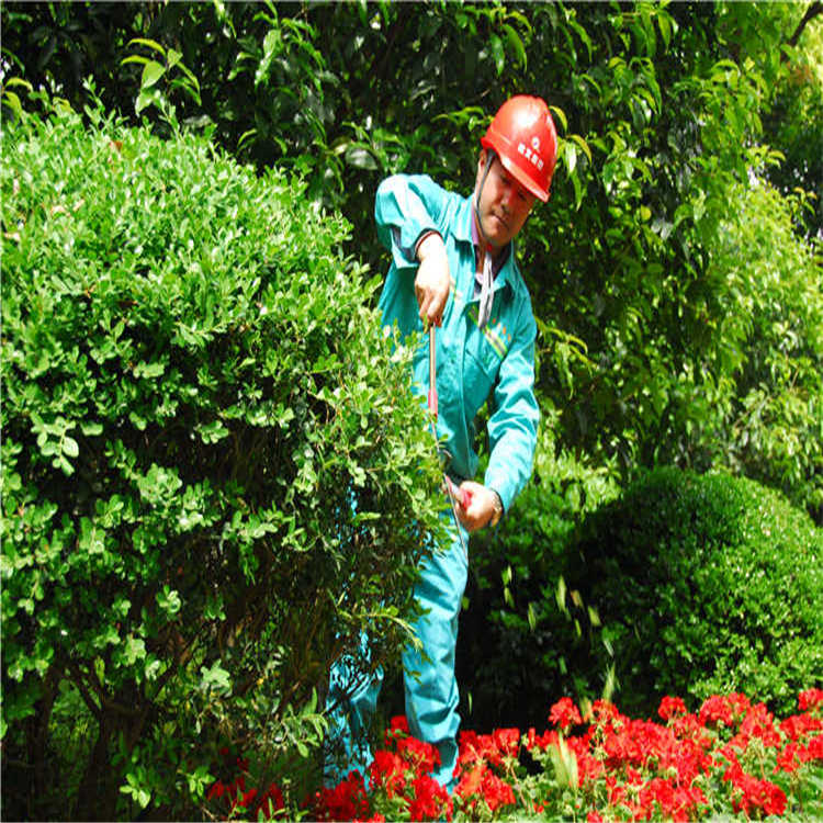 綠(lv)化(hua)養護 5