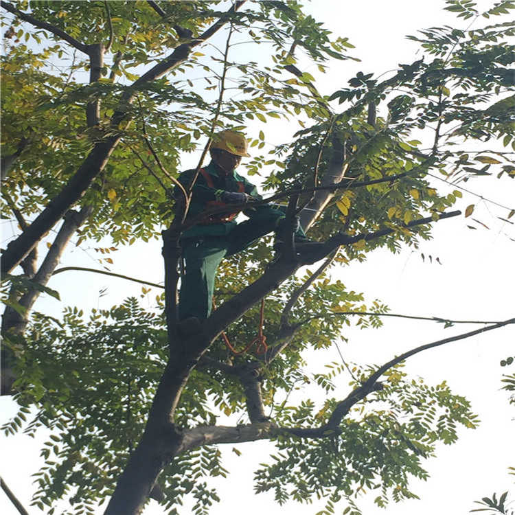 綠化(hua)養護(hu) 10