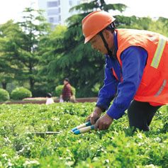 綠(lv)化養(yang)護(hu) 2