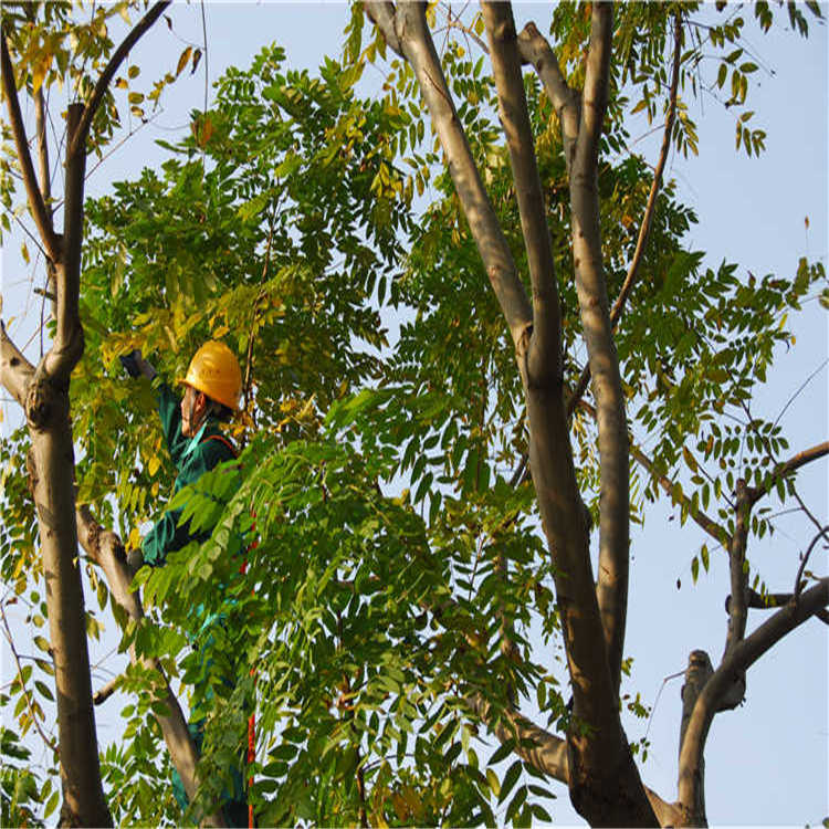 綠化(hua)養護(hu) 7