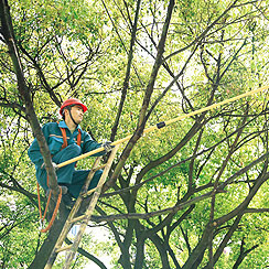 綠(lv)化(hua)養(yang)護 1