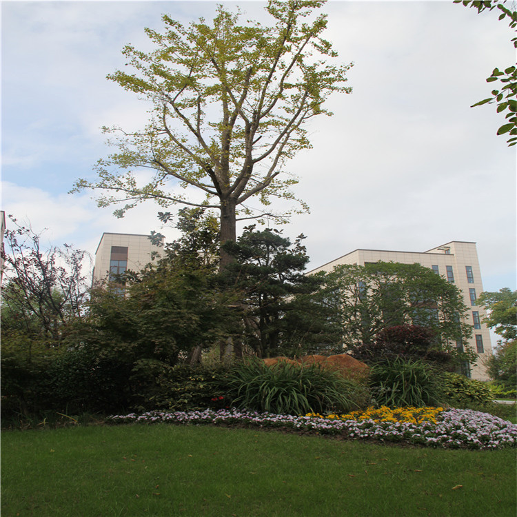 綠化(hua)施(shi)工(gong) 12