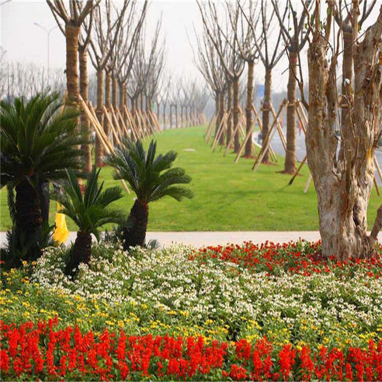 景(jing)點擺蘤 20