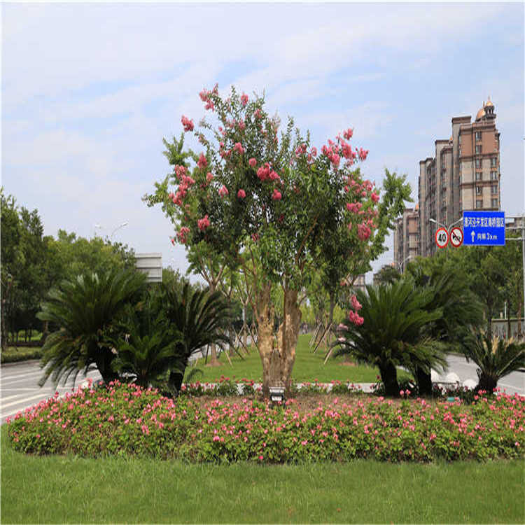 景點擺(bai)蘤 16